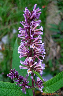 【密蒙花提取物 密蒙花苷 全花】 密蒙花苷 全花 黃色粉末 上海 植物提取物 價格 批發_