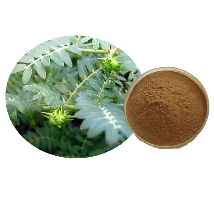 興東誠 刺蒺藜皂甙 廠家 刺蒺藜提取物10:1 植物提取物 - 愛企查