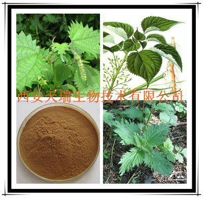 蕁麻提取物