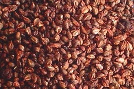 探索植物精華 精選植物提取物產品及其應用